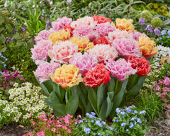 Tulip Bulbs Frizzle Sizzle Collection Blooms Species Growing Bonsai Roots Rhizomes Corms Tubers Potted Planting Reblooming Fragrant Garden Flower Seeds Plant