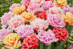 Tulip Bulbs Frizzle Sizzle Collection Blooms Species Growing Bonsai Roots Rhizomes Corms Tubers Potted Planting Reblooming Fragrant Garden Flower Seeds Plant