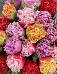 Tulip Bulbs Frizzle Sizzle Collection Blooms Species Growing Bonsai Roots Rhizomes Corms Tubers Potted Planting Reblooming Fragrant Garden Flower Seeds Plant