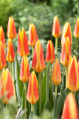 Tulip Bulbs Giuseppe Verdi Blooms Species Growing Bonsai Roots Rhizomes Corms Tubers Potted Planting Reblooming Fragrant Garden Flower Seeds Plant - Seedsplant