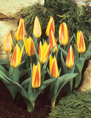 Tulip Bulbs Giuseppe Verdi Blooms Species Growing Bonsai Roots Rhizomes Corms Tubers Potted Planting Reblooming Fragrant Garden Flower Seeds Plant - Seedsplant