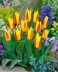Tulip Bulbs Giuseppe Verdi Blooms Species Growing Bonsai Roots Rhizomes Corms Tubers Potted Planting Reblooming Fragrant Garden Flower Seeds Plant - Seedsplant