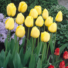 Tulip Bulbs Golden Apeldoorn Blooms Species Growing Bonsai Roots Rhizomes Corms Tubers Potted Planting Reblooming Fragrant Garden Flower Seeds Plant