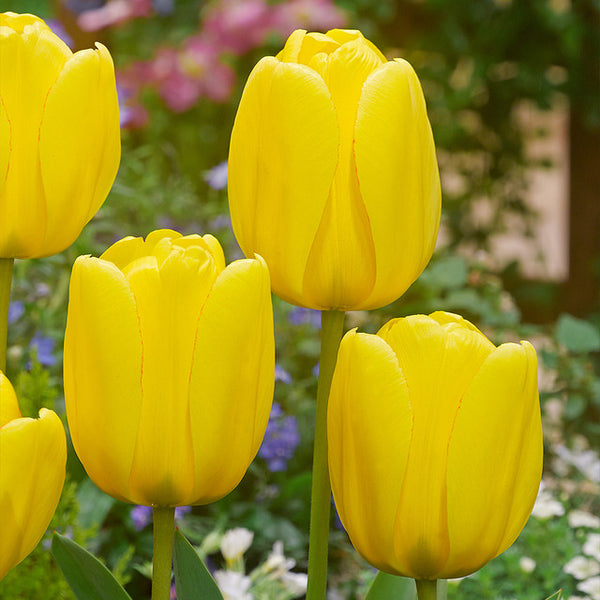 Tulip Bulbs Golden Apeldoorn Blooms Species Growing Bonsai Roots Rhizomes Corms Tubers Potted Planting Reblooming Fragrant Garden Flower Seeds Plant