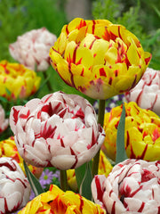 Tulip Golden Nizza Bulbs Blooms Species Growing Bonsai Roots Rhizomes Corms Tubers Potted Planting Reblooming Fragrant Garden Flower Seeds Plant