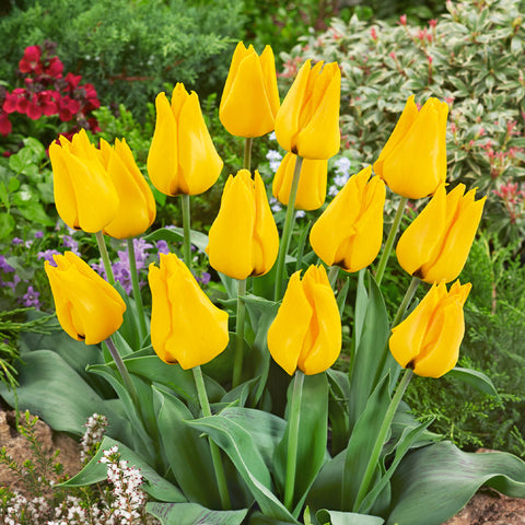 Tulip Golden Tango Bulbs Blooms Species Growing Bonsai Roots Rhizomes Corms Tubers Potted Planting Reblooming Fragrant Garden Flower Seeds Plant
