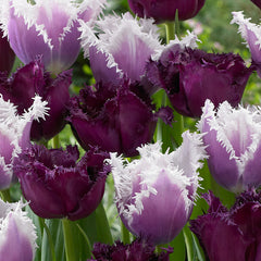 Tulip Bulbs Gorilla Blooms Species Growing Bonsai Roots Rhizomes Corms Tubers Potted Planting Reblooming Fragrant Garden Flower Seeds Plant - Seedsplant