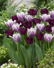 Tulip Bulbs Gorilla Blooms Species Growing Bonsai Roots Rhizomes Corms Tubers Potted Planting Reblooming Fragrant Garden Flower Seeds Plant - Seedsplant