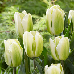 Green Spirit Tulip Bulbs Blooms Species Growing Bonsai Roots Rhizomes Corms Tubers Potted Planting Reblooming Fragrant Garden Flower Seeds Plant