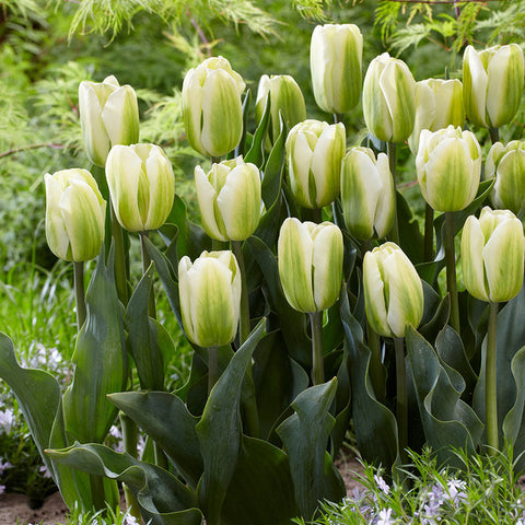 Green Spirit Tulip Bulbs Blooms Species Growing Bonsai Roots Rhizomes Corms Tubers Potted Planting Reblooming Fragrant Garden Flower Seeds Plant