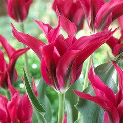 Green Star Doll's Minuet Collection Tulip Bulbs Blooms Species Growing Bonsai Roots Rhizomes Corms Tubers Potted Planting Reblooming Fragrant Garden Flower Seeds Plant