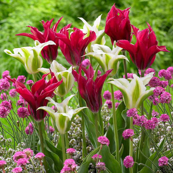 Green Star Doll's Minuet Collection Tulip Bulbs Blooms Species Growing Bonsai Roots Rhizomes Corms Tubers Potted Planting Reblooming Fragrant Garden Flower Seeds Plant