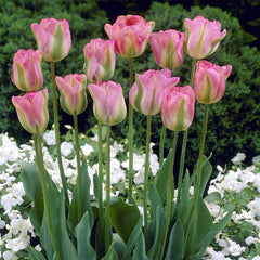 Tulip Bulbs Greenland  Blooms Species Growing Bonsai Roots Rhizomes Corms Tubers Potted Planting Reblooming Fragrant Garden Flower Seeds Plant
