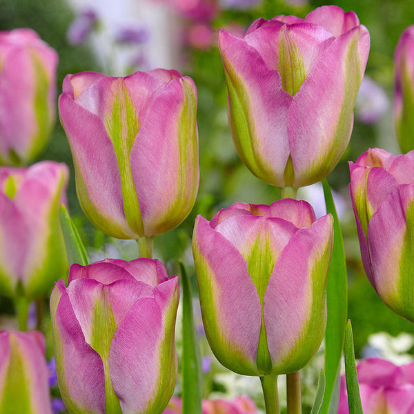 Tulip Bulbs Greenland  Blooms Species Growing Bonsai Roots Rhizomes Corms Tubers Potted Planting Reblooming Fragrant Garden Flower Seeds Plant