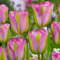 Tulip Bulbs Greenland  Blooms Species Growing Bonsai Roots Rhizomes Corms Tubers Potted Planting Reblooming Fragrant Garden Flower Seeds Plant