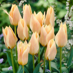 Tulip Greigii Collection Bulbs Blooms Species Growing Bonsai Roots Rhizomes Corms Tubers Potted Planting Reblooming Fragrant Garden Flower Seeds Plant - Seedsplant