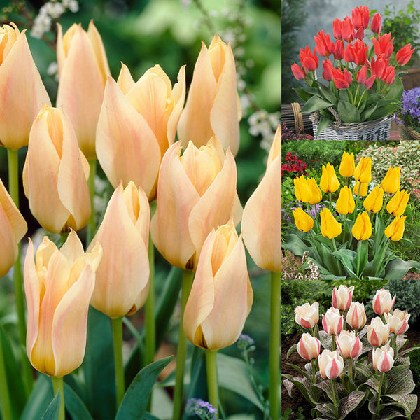 Tulip Greigii Collection Bulbs Blooms Species Growing Bonsai Roots Rhizomes Corms Tubers Potted Planting Reblooming Fragrant Garden Flower Seeds Plant