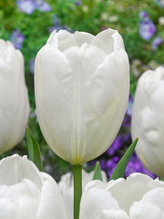 Hakuun Tulip Bulbs Blooms Species Growing Bonsai Roots Rhizomes Corms Tubers Potted Planting Reblooming Fragrant Garden Flower Seeds Plant