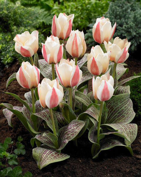 Haute Couture Tulip Bulbs Blooms Species Growing Bonsai Roots Rhizomes Corms Tubers Potted Planting Reblooming Fragrant Garden Flower Seeds Plant