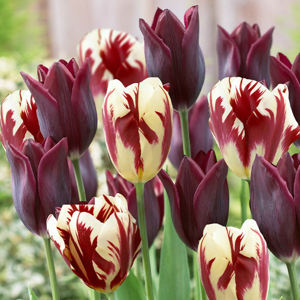 Havran Grand Perfection Collection Tulip Bulbs Blooms Species Growing Bonsai Roots Rhizomes Corms Tubers Potted Planting Reblooming Fragrant Garden Flower Seeds Plant