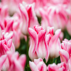 Tulip Bulbs Holland Chic Blooms Species Growing Bonsai Roots Rhizomes Corms Tubers Potted Planting Reblooming Fragrant Garden Flower Seeds Plant