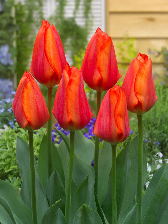 Hollands Glory Tulip Bulbs Blooms Species Growing Bonsai Roots Rhizomes Corms Tubers Potted Planting Reblooming Fragrant Garden Flower Seeds Plant