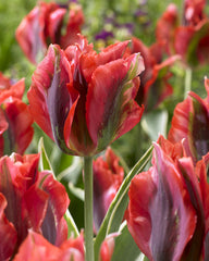 Hollywood Star Tulip Bulbs Blooms Species Growing Bonsai Roots Rhizomes Corms Tubers Potted Planting Reblooming Fragrant Garden Flower Seeds Plant