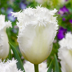 Tulip Bulbs Honeymoon Blooms Species Growing Bonsai Roots Rhizomes Corms Tubers Potted Planting Reblooming Fragrant Garden Flower Seeds Plant