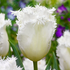 Tulip Bulbs Honeymoon and Huis Ten Bosch Collection Blooms Species Growing Bonsai Roots Rhizomes Corms Tubers Potted Planting Reblooming Fragrant Garden Flower Seeds Plant