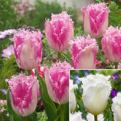 Tulip Bulbs Honeymoon and Huis Ten Bosch Collection Blooms Species Growing Bonsai Roots Rhizomes Corms Tubers Potted Planting Reblooming Fragrant Garden Flower Seeds Plant