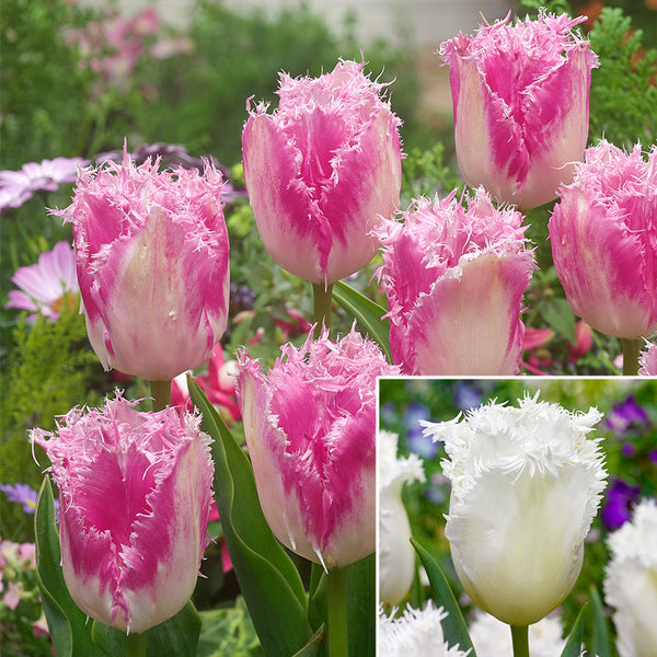 Tulip Bulbs Honeymoon and Huis Ten Bosch Collection Blooms Species Growing Bonsai Roots Rhizomes Corms Tubers Potted Planting Reblooming Fragrant Garden Flower Seeds Plant