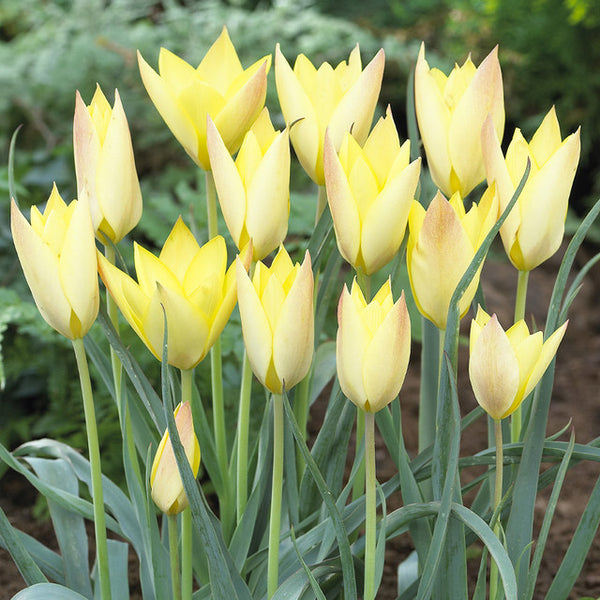Tulip Bulbs Honky Tonk Blooms Species Growing Bonsai Roots Rhizomes Corms Tubers Potted Planting Reblooming Fragrant Garden Flower Seeds Plant