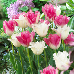 Tulip Bulbs Huis Ten Blooms Species Growing Bonsai Roots Rhizomes Corms Tubers Potted Planting Reblooming Fragrant Garden Flower Seeds Plant
