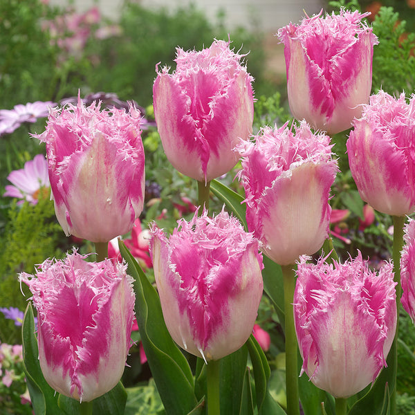 Tulip Bulbs Huis Ten Blooms Species Growing Bonsai Roots Rhizomes Corms Tubers Potted Planting Reblooming Fragrant Garden Flower Seeds Plant