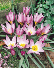 Tulip Humilis 5cm+ Bulbs Blooms Species Growing Bonsai Roots Rhizomes Corms Tubers Potted Planting Reblooming Fragrant Garden Flower Seeds Plant