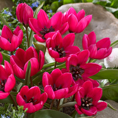Tulip Bulbs humilis Violacea Black Base Blooms Species Growing Bonsai Roots Rhizomes Corms Tubers Potted Planting Reblooming Fragrant Garden Flower Seeds Plant
