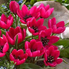 Tulip Bulbs Humilis Collection Blooms Species Growing Bonsai Roots Rhizomes Corms Tubers Potted Planting Reblooming Fragrant Garden Flower Seeds Plant