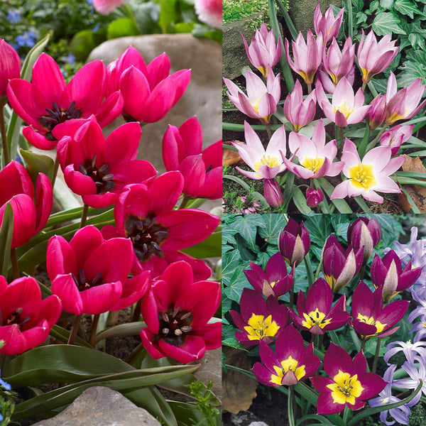 Tulip Bulbs Humilis Collection Blooms Species Growing Bonsai Roots Rhizomes Corms Tubers Potted Planting Reblooming Fragrant Garden Flower Seeds Plant