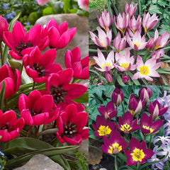 Tulip Bulbs Humilis Collection Blooms Species Growing Bonsai Roots Rhizomes Corms Tubers Potted Planting Reblooming Fragrant Garden Flower Seeds Plant