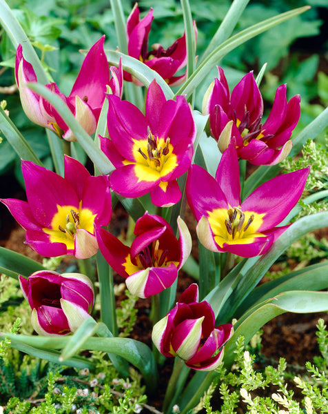Humilis Eastern Star Tulip Bulbs Blooms Species Growing Bonsai Roots Rhizomes Corms Tubers Potted Planting Reblooming Fragrant Garden Flower Seeds Plant
