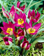 Humilis Eastern Star Tulip Bulbs Blooms Species Growing Bonsai Roots Rhizomes Corms Tubers Potted Planting Reblooming Fragrant Garden Flower Seeds Plant