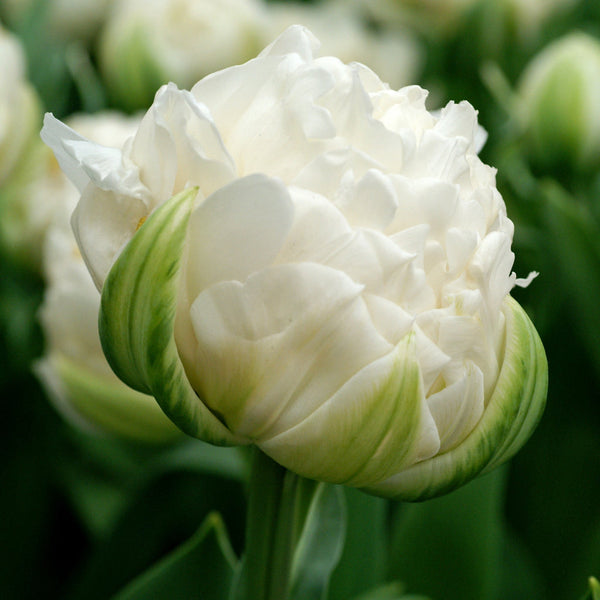 Tulip Bulbs Mount Tacoma Blooms Species Growing Bonsai Roots Rhizomes Corms Tubers Potted Planting Reblooming Fragrant Garden Flower Seeds Plant