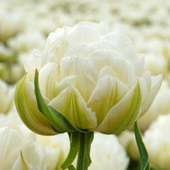 Tulip Bulbs Mount Tacoma Blooms Species Growing Bonsai Roots Rhizomes Corms Tubers Potted Planting Reblooming Fragrant Garden Flower Seeds Plant
