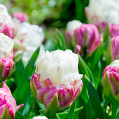 Tulip Bulbs Ice Cream Blooms Species Growing Bonsai Roots Rhizomes Corms Tubers Potted Planting Reblooming Fragrant Garden Flower Seeds Plant