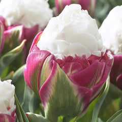 Tulip Bulbs Ice Cream Blooms Species Growing Bonsai Roots Rhizomes Corms Tubers Potted Planting Reblooming Fragrant Garden Flower Seeds Plant