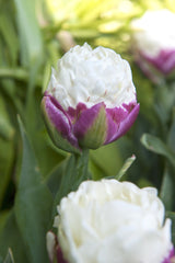Tulip Bulbs Ice Cream Blooms Species Growing Bonsai Roots Rhizomes Corms Tubers Potted Planting Reblooming Fragrant Garden Flower Seeds Plant