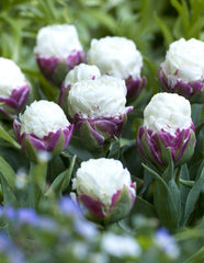 Tulip Bulbs Ice Cream Blooms Species Growing Bonsai Roots Rhizomes Corms Tubers Potted Planting Reblooming Fragrant Garden Flower Seeds Plant