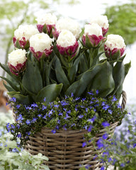 Tulip Bulbs Ice Cream Blooms Species Growing Bonsai Roots Rhizomes Corms Tubers Potted Planting Reblooming Fragrant Garden Flower Seeds Plant