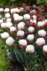 Tulip Bulbs Ice Cream Blooms Species Growing Bonsai Roots Rhizomes Corms Tubers Potted Planting Reblooming Fragrant Garden Flower Seeds Plant
