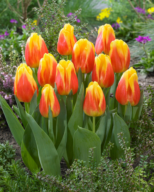 Ice Lolly Tulip Bulbs Blooms Species Growing Bonsai Roots Rhizomes Corms Tubers Potted Planting Reblooming Fragrant Garden Flower Seeds Plant